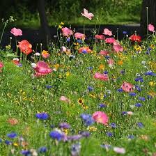 Northeast Pollinator Wildflower Seed Mix In 2020 Wildflower Seeds American Meadows Grow Wildflowers