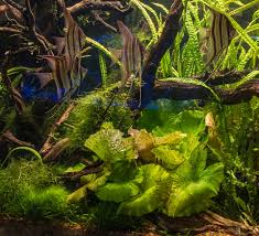 Image result for Nymphaea lotus