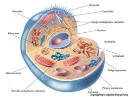 Kali ini membahas seputar perbedaan sel hewan dan sel tumbuhan. Perbedaan Sel Hewan Dan Sel Tumbuhan Biologi Smp Kelas 7 8 Dan 9 Amazing Blogssz Shadow