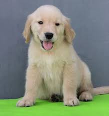 Golden retriever puppy pictures please