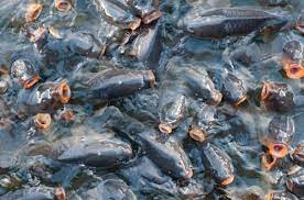 We did not find results for: Peluang Usaha Budidaya Ikan Air Tawar Yang Paling Menguntungkan