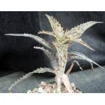 Image result for Aloe mossurilensis