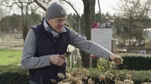Hortensien schneiden wann und wie. Hortensie Verbluht Was Tun Mein Schoner Garten