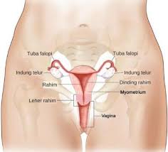 We did not find results for: Herba Dan Penawar Khasiat Halba Untuk Wanita