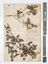 Image result for Harrisonia