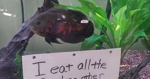Sometimes I Don T Like My Oscar R Aquariums Oscar Fish Fish Care Fishing Humor