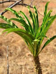 Image result for Pachycarpus firmus