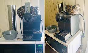 Coffee machine descaler uk daily mail. One Espressso Please Student Stunned To Find A Massive Python On His Coffee Machine Daily Mail Online
