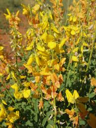 Image result for Crotalaria schlechteri