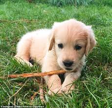 Developed in the 1860's, this breed is still one of the most popular breeds to have as a family pet. The Golden Retriever Experience Allows Dog Lovers To Snuggle Up To Countless Dogs Eminetra Co Uk