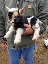 We did not find results for: Miniature Nigerian Dwarf Goats Tanglewood Farm Miniatures