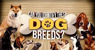 Some of the very first documentation of humans and cats together date back to ancient egypt when cats were also their guardians. Can You Identify These Dog Breeds Brainfall