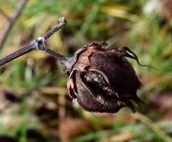 Image result for Gossypium