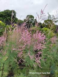 Image result for tamarix ramosissima pink cascade