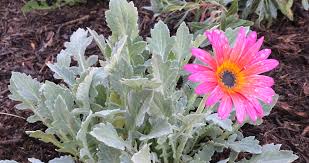 Image result for Arctotis