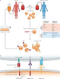 ¡¡juega en ambos mapas, participando en una guerra épica con un máximo de . Genetic Engineering Of T Cells For Immunotherapy Nature Reviews Genetics