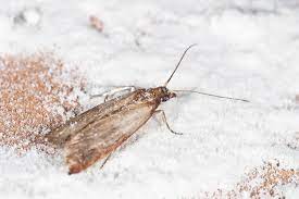 Und wenn die mottenplage überstanden zu sein scheint, heißt das leider nicht, dass man sich der motten auch wirklich dauerhaft entledigt hat. Motten Bekampfen Infos Und Tipps Waschbar Magazin