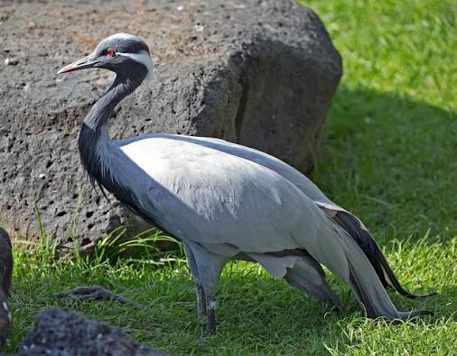 Pictures and information on Demoiselle Crane