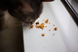 For instance, crushed peanuts can give cats the nutrients they need and will also help with their teeth. Can Cats Eat Peanuts Are They Bad For Cats Can Cats Be Allergic