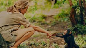 Over the next 16 years, she and sandy conducted various projects on the behavior, ecology, and. Why Do We Study Apes Science On Screen