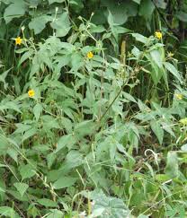 Image result for Aspilia rudis