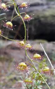 Image result for Eriocephalus ambiguus