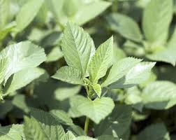 Image result for Corchorus argillicola