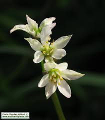 Image result for Nothoscordum borbonicum