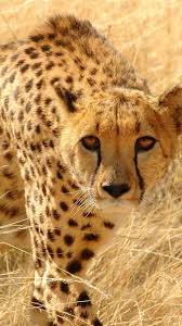 Maybe you would like to learn more about one of these? Predators Cheetah 750x1334 Iphone 8 7 6 6s Wallpaper Background Picture Image