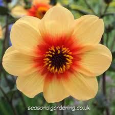 » view all varieties of dahlias. Dahlia Planting And Growing Guide