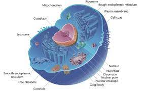 What does an animal cell ribosomes do. Protein Production In A Cell Futurism