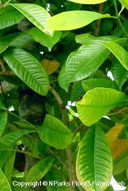 Image result for Syzygium niassense