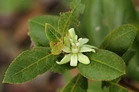 Image result for Paropsia