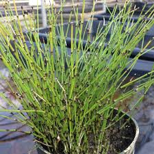 It blooms from spring until frost, loves full sun, and is hardy in zones 3 through 12. 4 In Potted Bog Marginal Dwarf Horsetail Reed Pond Plant Bp Dwarf Horsetail Reed The Home Depot