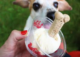 Any cute dog, regardless of age. August Treat Of The Month Pup Cup Whitey S Ice Cream