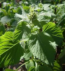 Image result for Vernonia nepetifolia