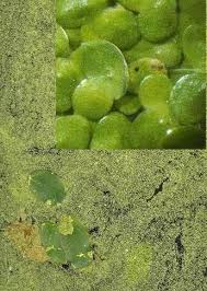 Image result for Wolffia arrhiza