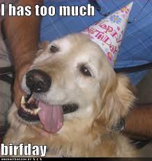 pictures | ... Airsoft Ohio Forums - funny birthday dog pictures ... via Relatably.com