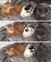 Yawns Are Contagious X Post From R Cats Funny Cat Photos Cute Animals Funny Animal Pictures