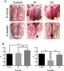University of texas medical branch at galveston summary: Pathological Effect Of Arterial Ischaemia And Venous Congestion On Rat Testes Scientific Reports