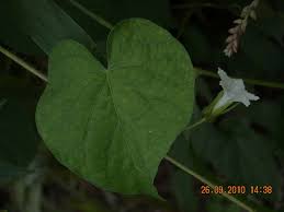 Image result for Ipomoea sinensis