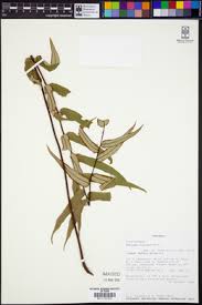 Image result for Pellaea angulosa