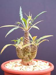 Image result for Dorstenia dinklagei