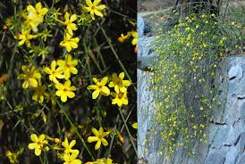 How about an eunomeous to a trellis. 6 Deer Resistant Flowering Vines To Plant This Fall