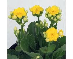 Kalanchoe Plant Yellow Plants Plants Online Plants