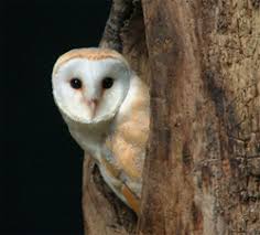 Common Barn owl