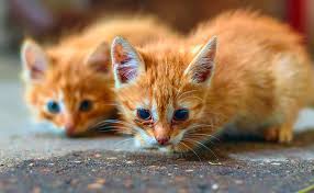 However, this is a long process, requiring daily feeding for several months, and will only work if the cat is truly a stray, rather than feral. What To Feed A Stray Cat And How To Help Stray Cats And Kittens Survive