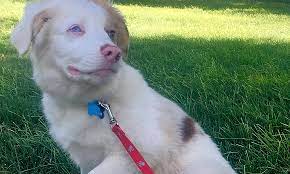 For this type of adoption in colorado springs, contact. 6 Perfect Pups To Adopt Now In Colorado Springs