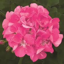 But sometimes a particular plant will need slightly different amounts of water or sunlight that its this succulent grows pink and white flowers in the spring. Patriot Bright Pink Zonal Geranium Plant Free Shipping
