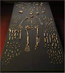 Homo naledi appears to have lived near the same time as early ancestors of modern humans. Homo Naledi Wikipedia